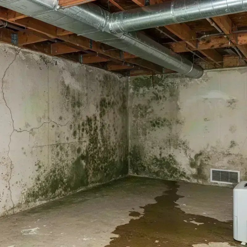 Professional Mold Removal in McKinley Park, IL